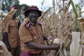 Commissioner General of prisons Dr.Johnson Byabashaija inspecting the giant maize  prison farm Ibuga in Mid western Uganda. 
