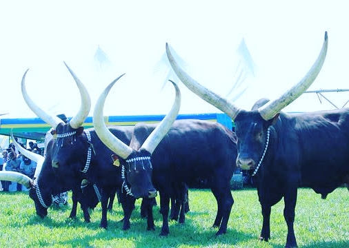 Inyambo, inyambo are cows of king of Rwanda in history were decorated by jewelries and were there for parade ceremonies happened at king's palace.