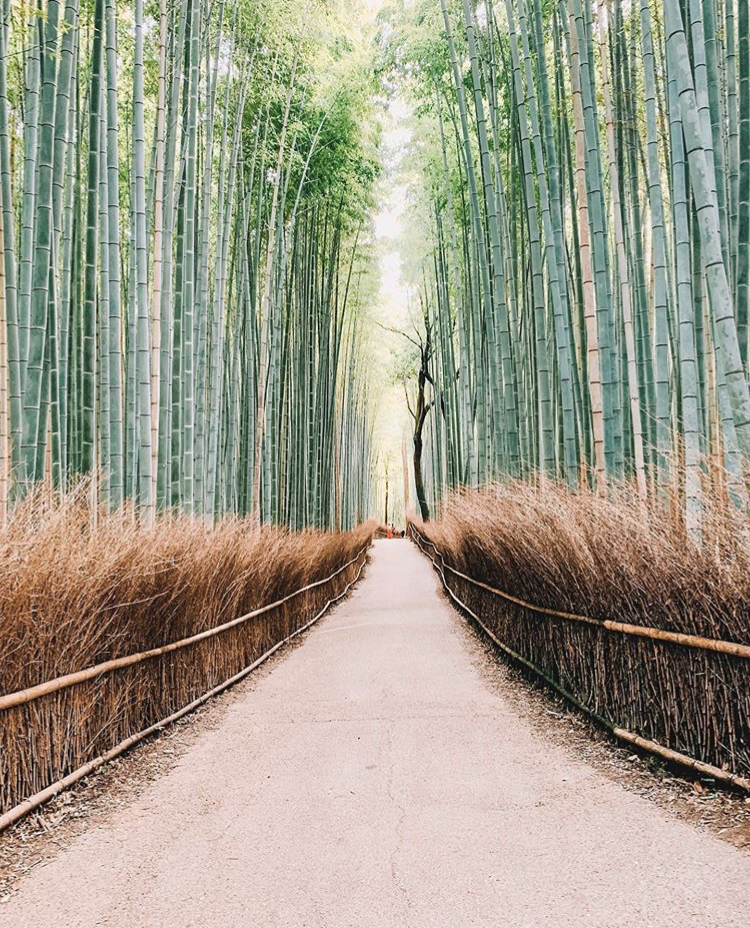 Arashiyama Bamboo Forest Kyoto 