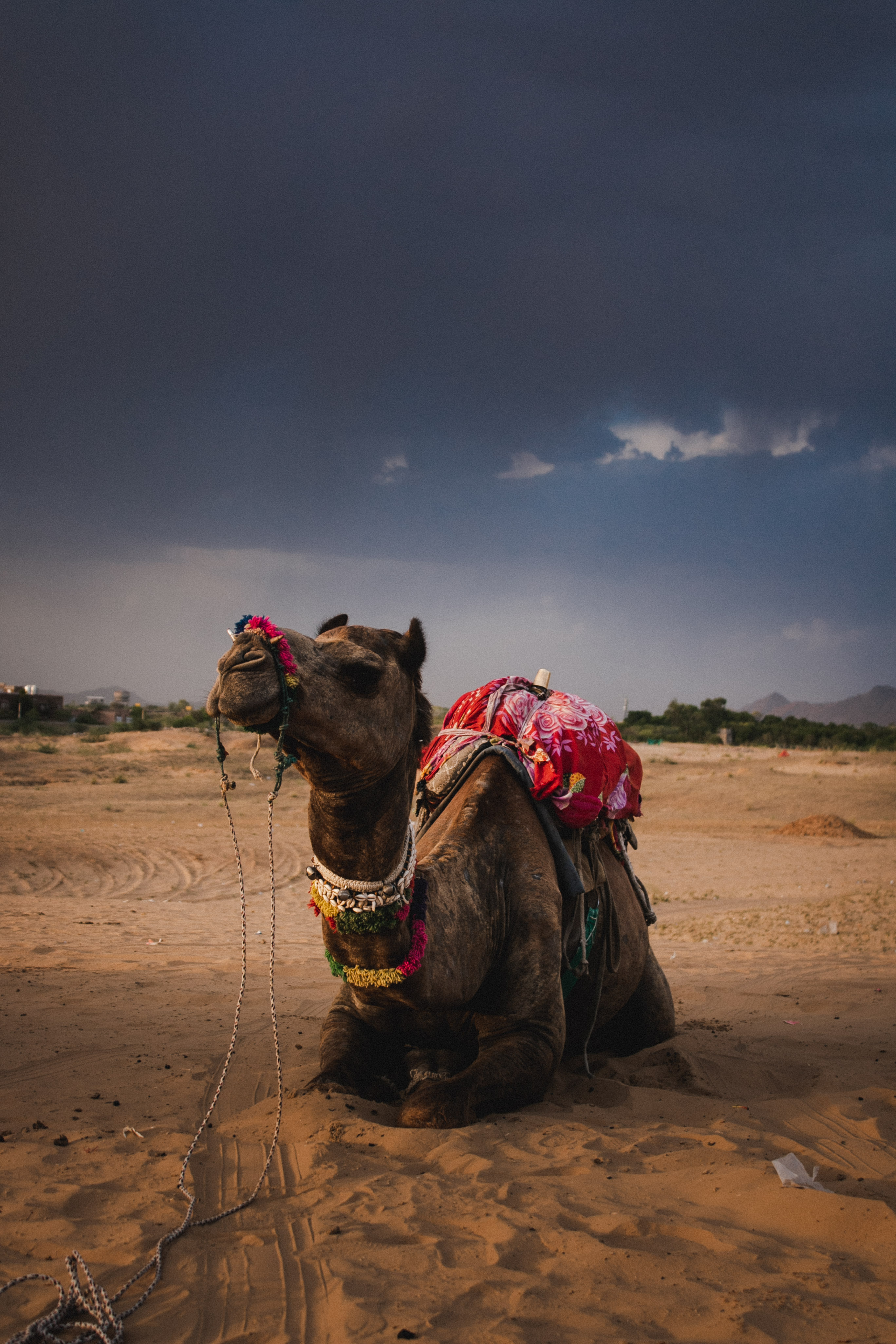 Maybe half an hour into our desert trip we started to notice how the sky began to change, really dark and weird, I felt like in a movie where suddenly all the mood changes into something really dark and mysterious, even the camels started to act uneasy.