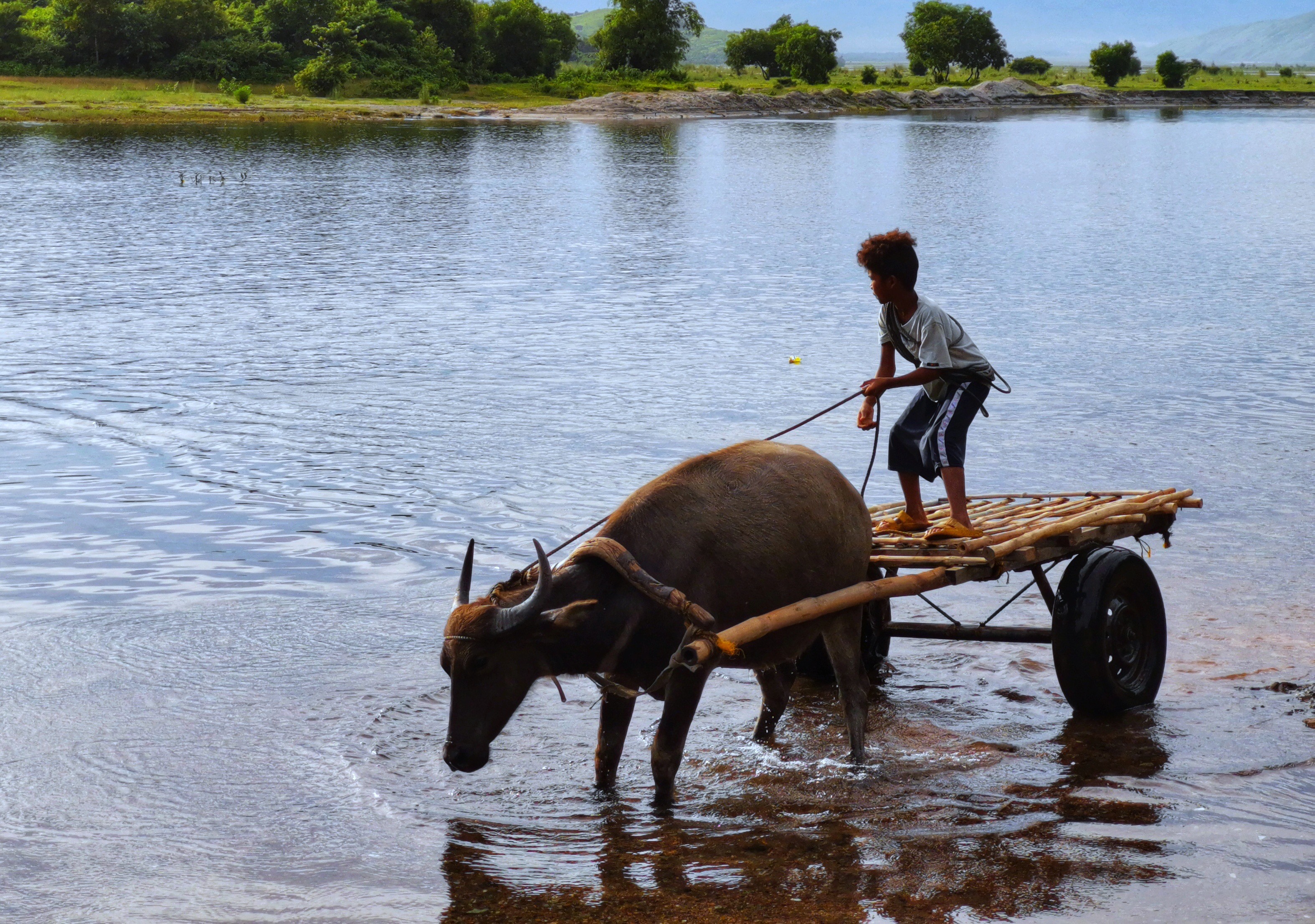 Water Buffalo is one of the main transportation in this part of Botolan Zambales in the Philippines.