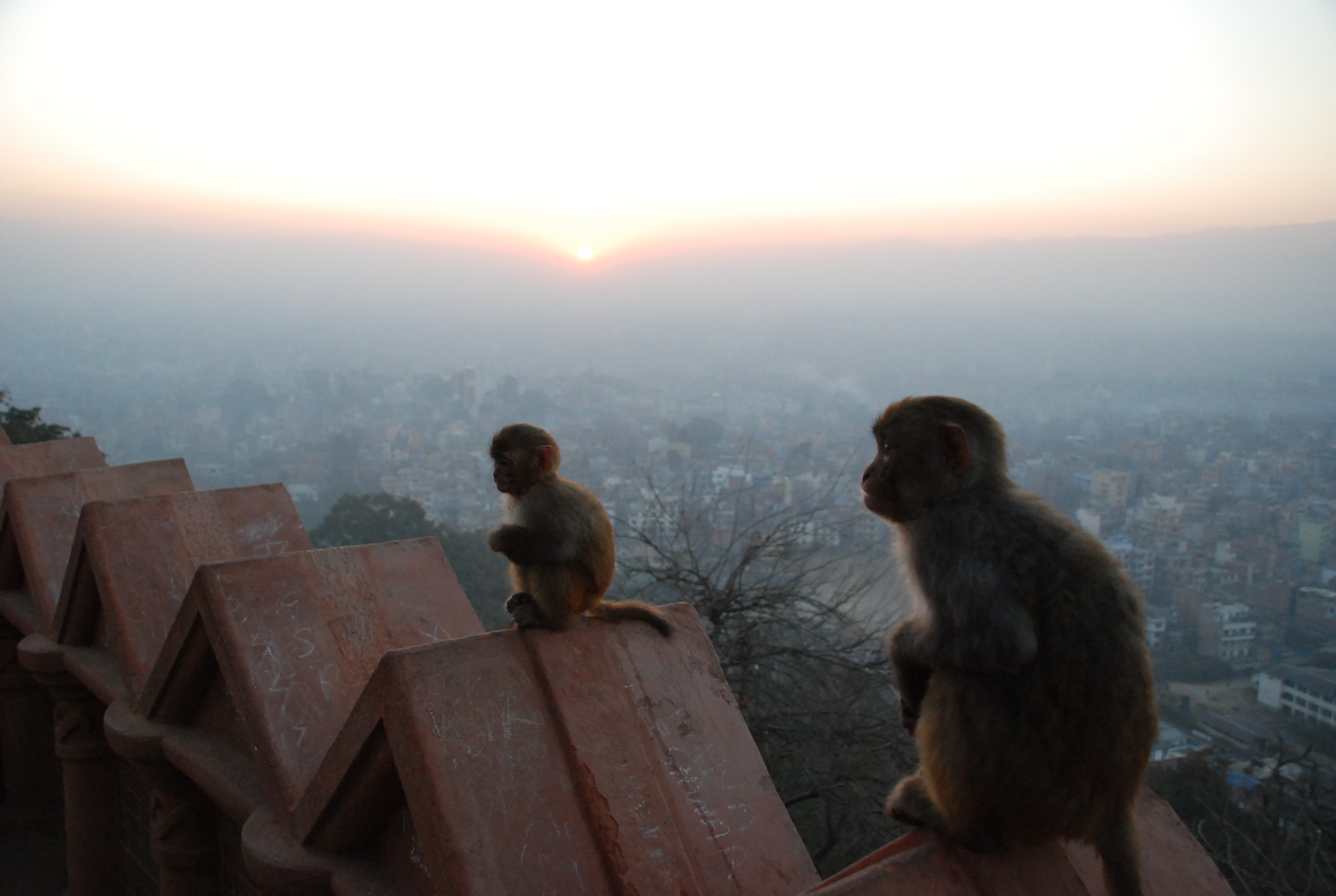 Although extremely popular with human visitors, the site is commonly referred to as the 'Monkey Temple', due to its extensive population of primates. While they are visible throughout the day, they are most active throughout the night and at dawn.