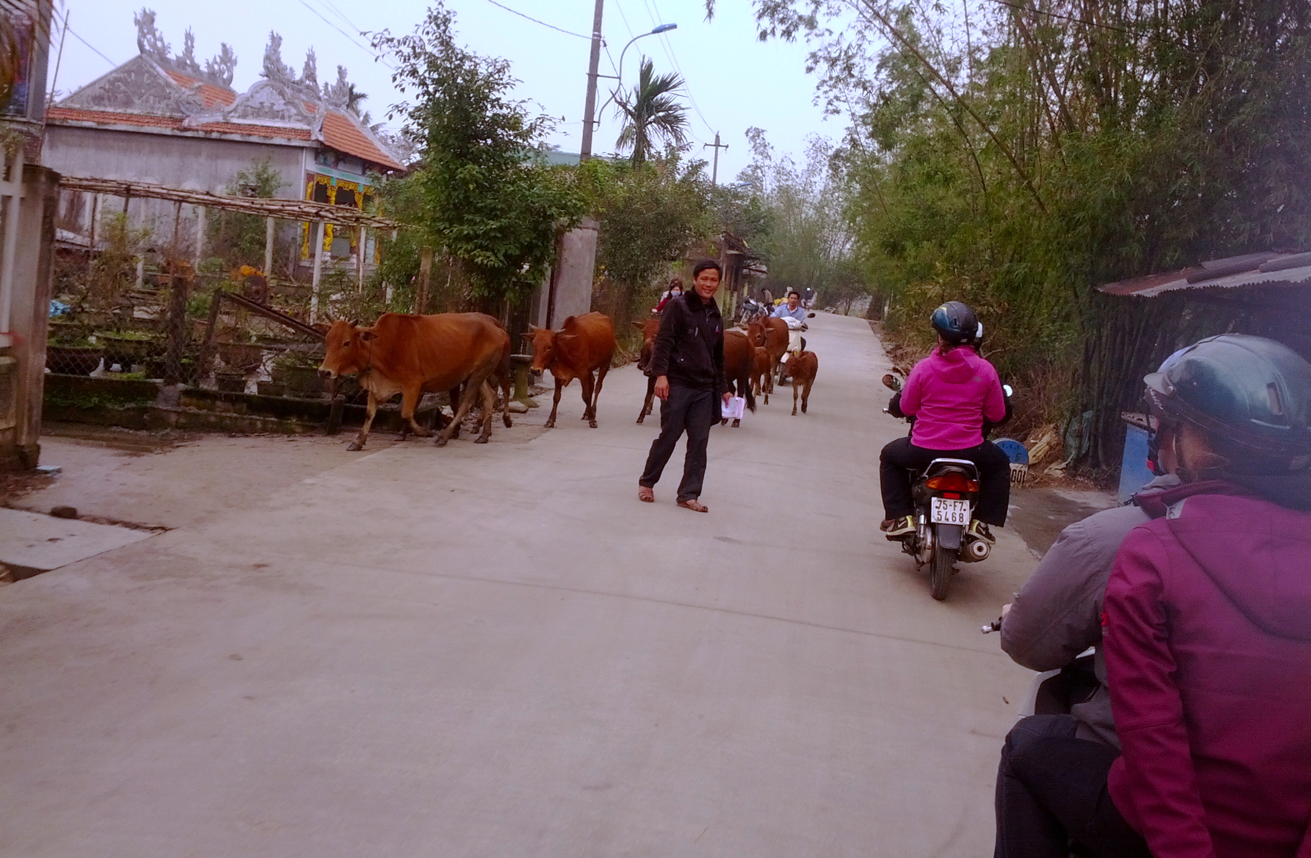On a motorbike ride through the streets of Hue, Vietnam managed to capture a man walking along his oxen. 