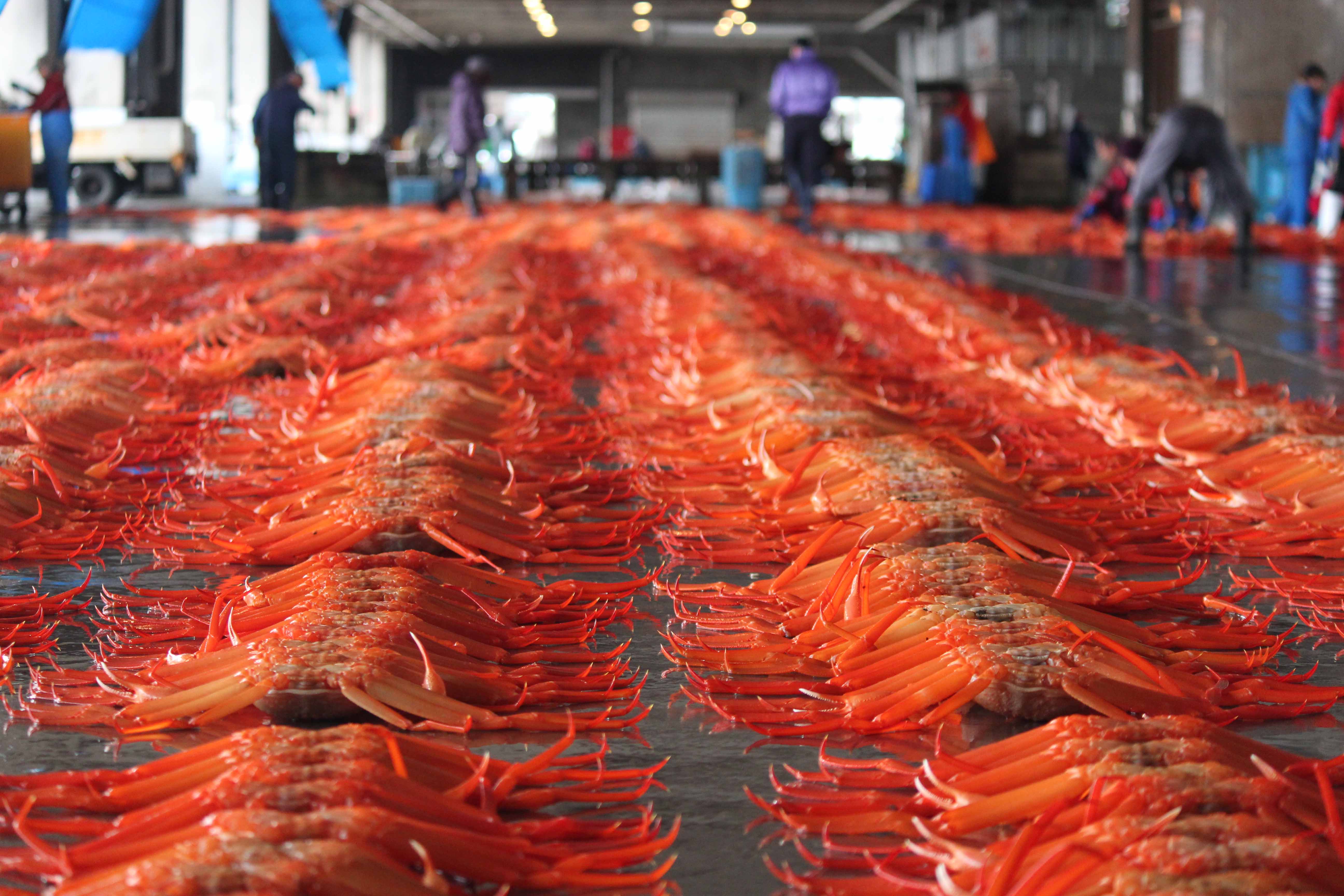 Fresh crabs line the floor at the Toyama fish market. This market is held every Tuesday and is only open to local residents and not the general public.