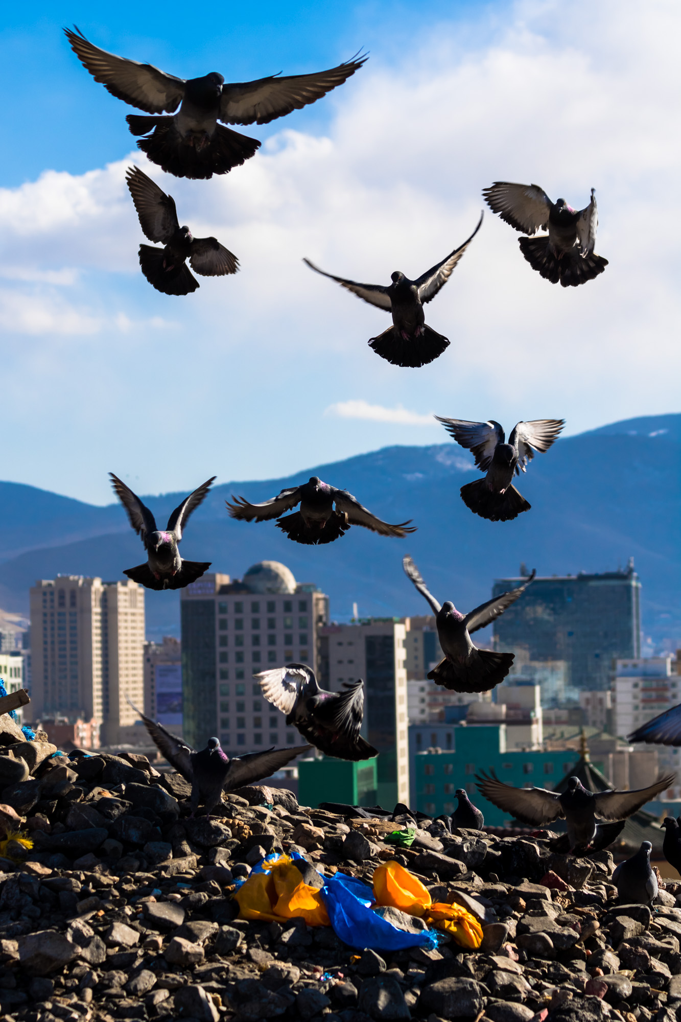 A flight of pigeons burst into the sky after eating traditional offerings left on an ovoo, a Tengriist rock shrine. In such a developed capital, ovoo hilltop mounds remain some of the only open spaces not yet built over with apartment complexes or office towers.