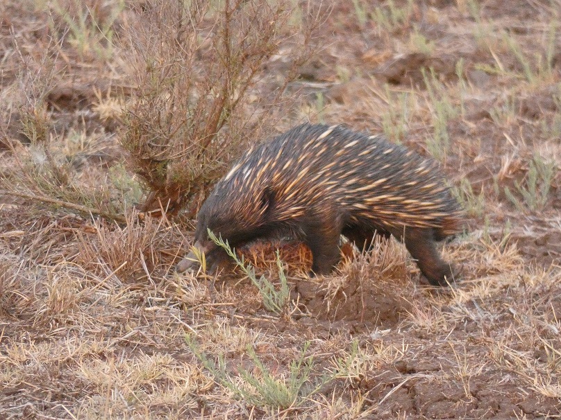 The following day I rode my new bike 31km back to town through ash and smoke, and spotted this determined echidna coming out to perhaps find food in this season of forest fires. I wondered where the letter has gone and where the echidna has gone too