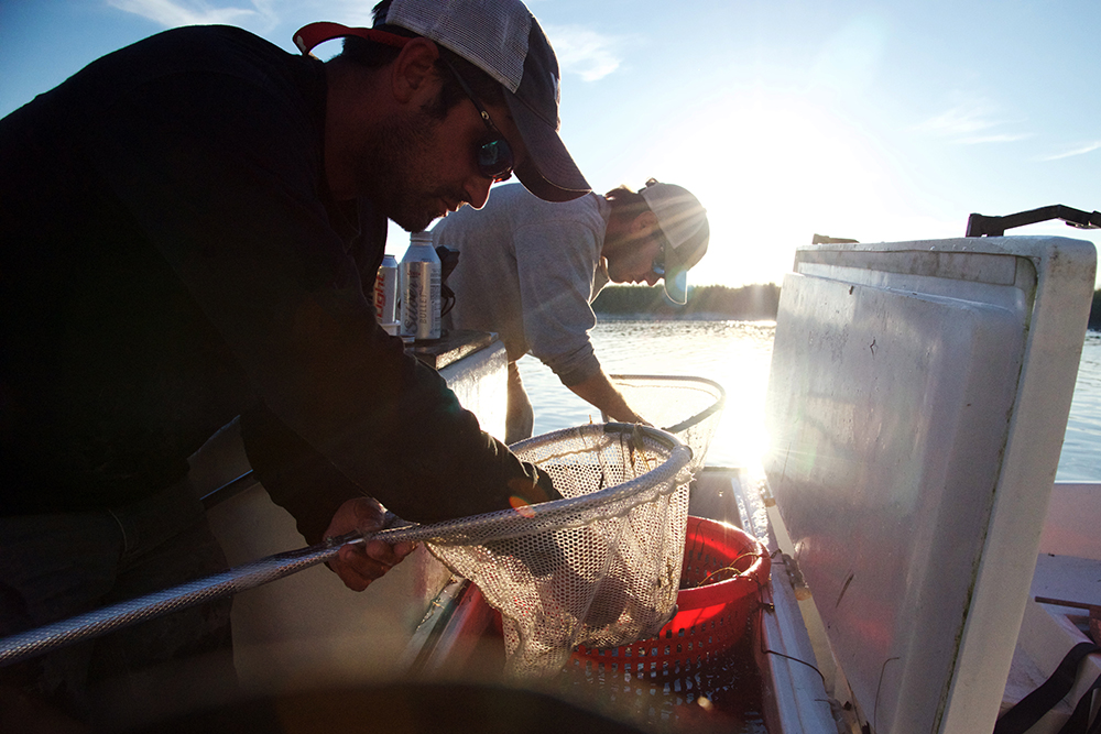 Captain Brad Stewart sorting the catch on Lazaretto Creek, Tybee Island, Georgia. 