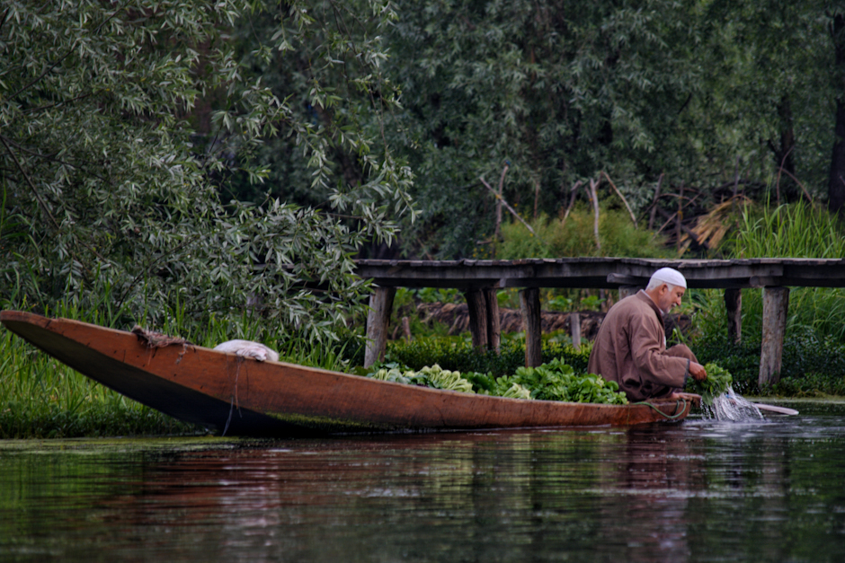 An old guy in his Shikara (traditional boat) is washing his fresh vegetable produce in the waters of Dal lake before heading to the floating vegetable market. There is Kashmiri Saag (greens) which is quite unique vegetable  mostly grown here and consumed more. 