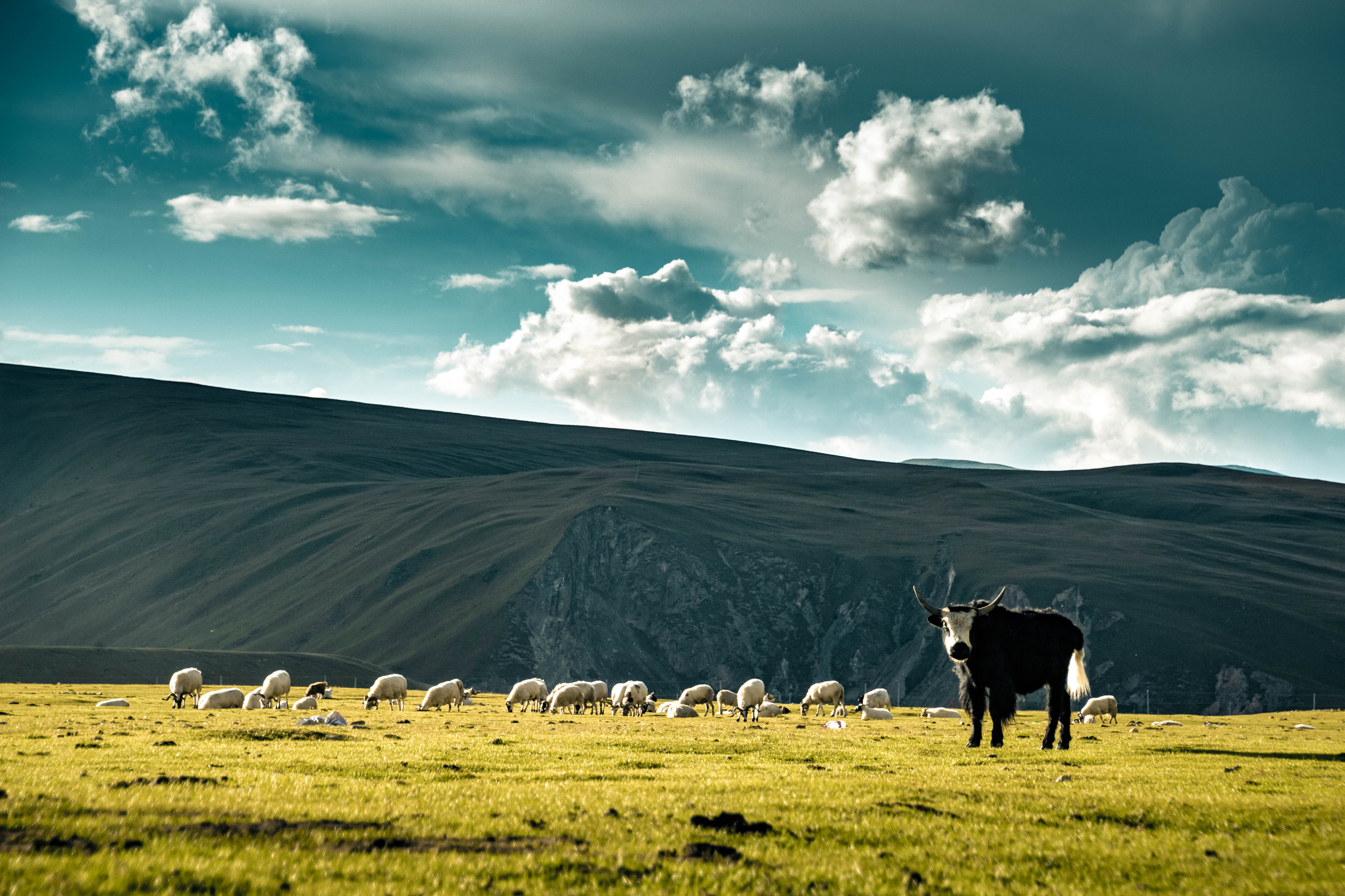 Flocks of yack and sheep surround the humble city, providing food, leather, wool and poop, useful to keep the fire burning and warm nomad families. The grassland has no fences, only Winter is an enemy. Soon, flocks and nomads will reach lower lands and follow the breath of the seasons endlessly.