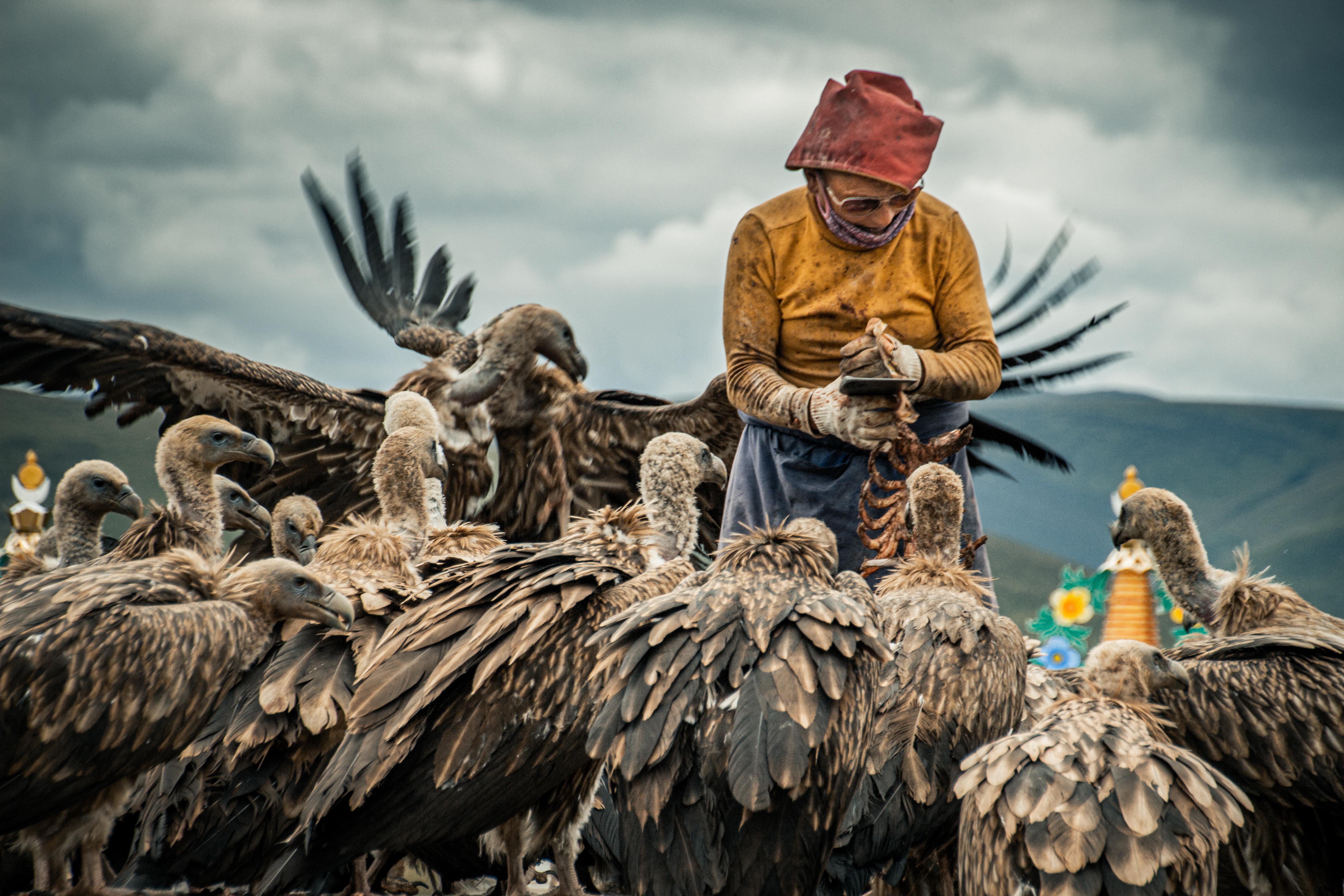 Tibetan custom offers human corpses to Himalayan vultures, second largest scavenger on Earth. For the ritual, a monk tries a butcher’s apron and prepares the body until the last bone disappears. The soul is free to ride the birds and reach the Sky with strength and compassion for all living being.