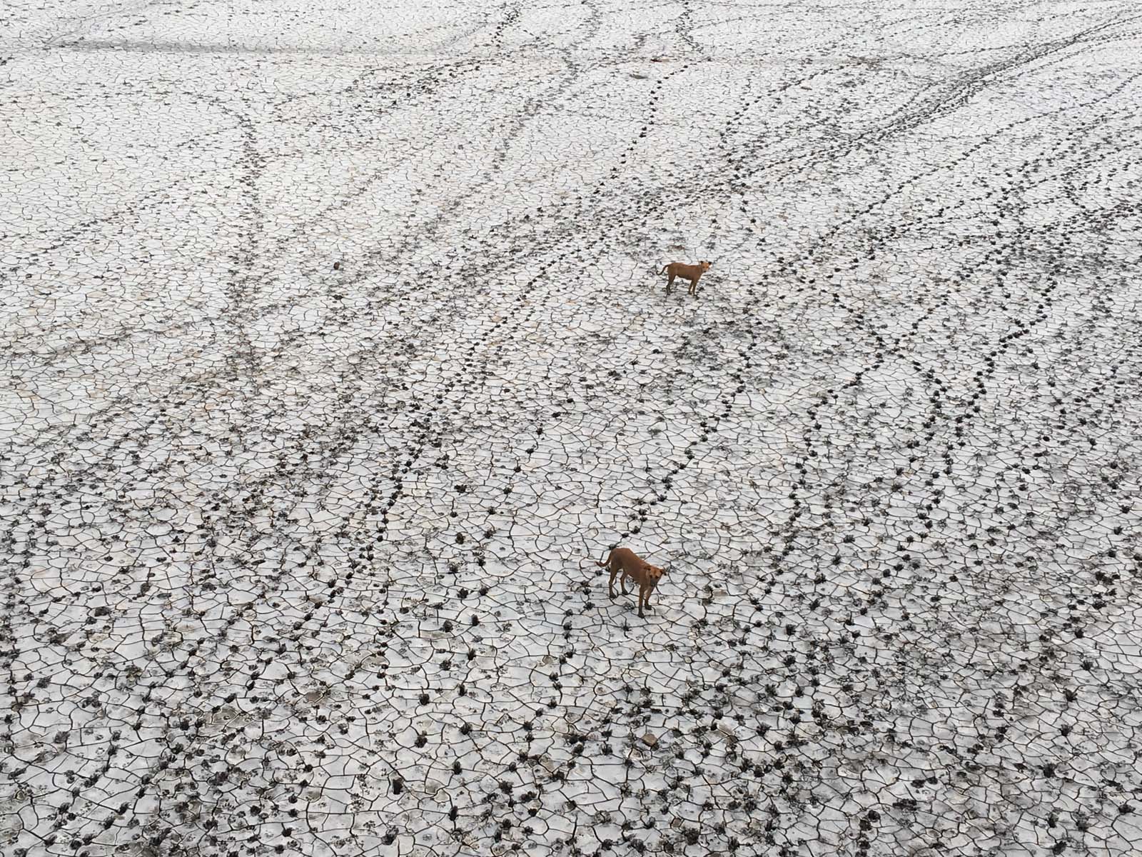 Two dogs were walking on the salty land.Several footprint were seen on it.It was looking like god has done white paint on the land with design on it.I took this snap,near the Tapi riverbed.Surat is located on the bank of river Tapi.