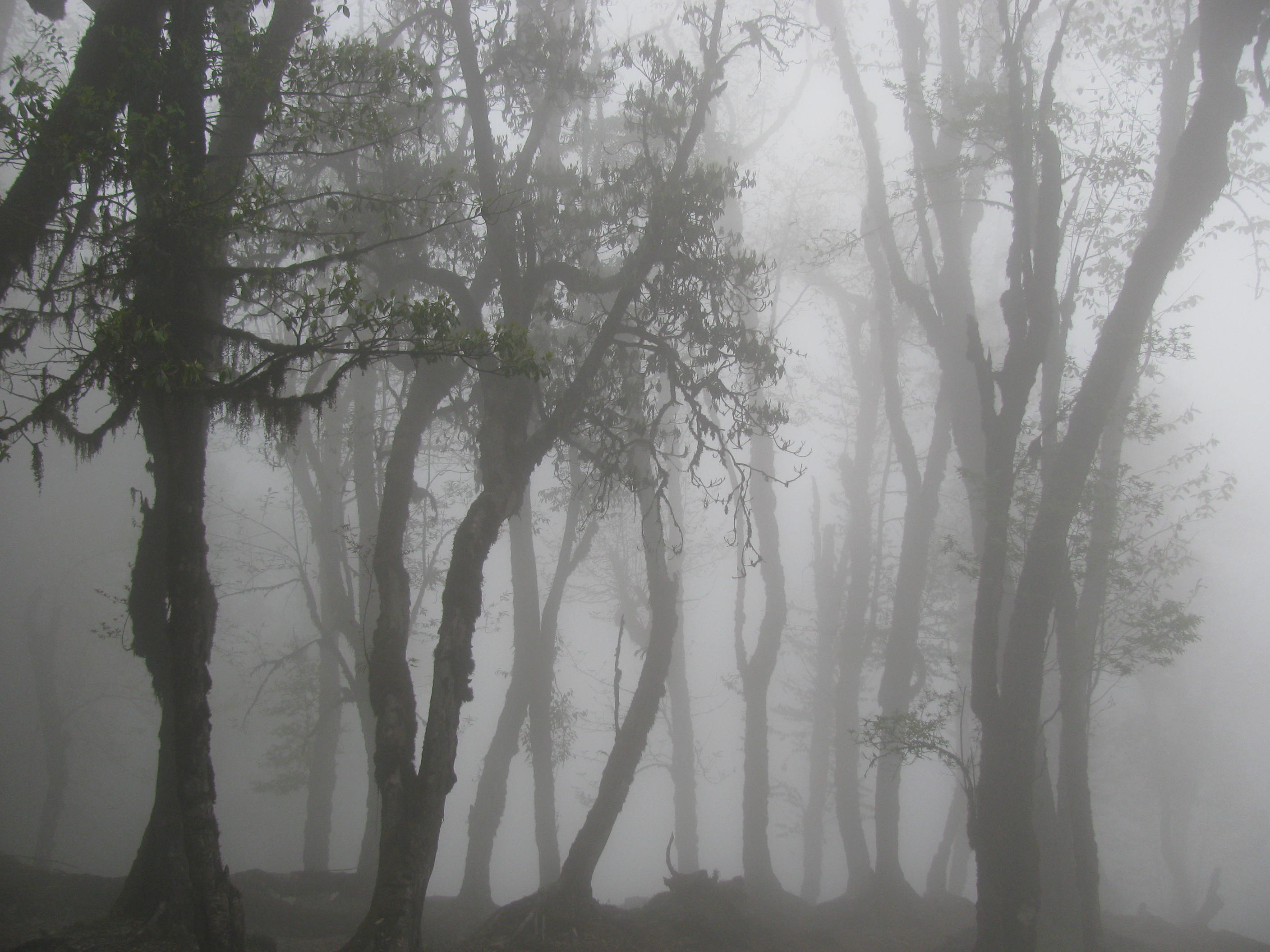I liked the way trees standing in the forest and fog in the background.I was amazed to see this moment for while as if dreaming!I took this photo in the Bakhim Forest,located at Khanchanjunga National Park Area.Shot taken in the early morning