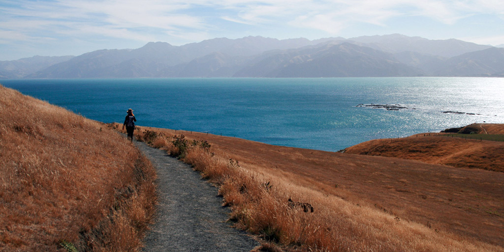 Why Kaikoura Should Be on Your South Island Itinerary