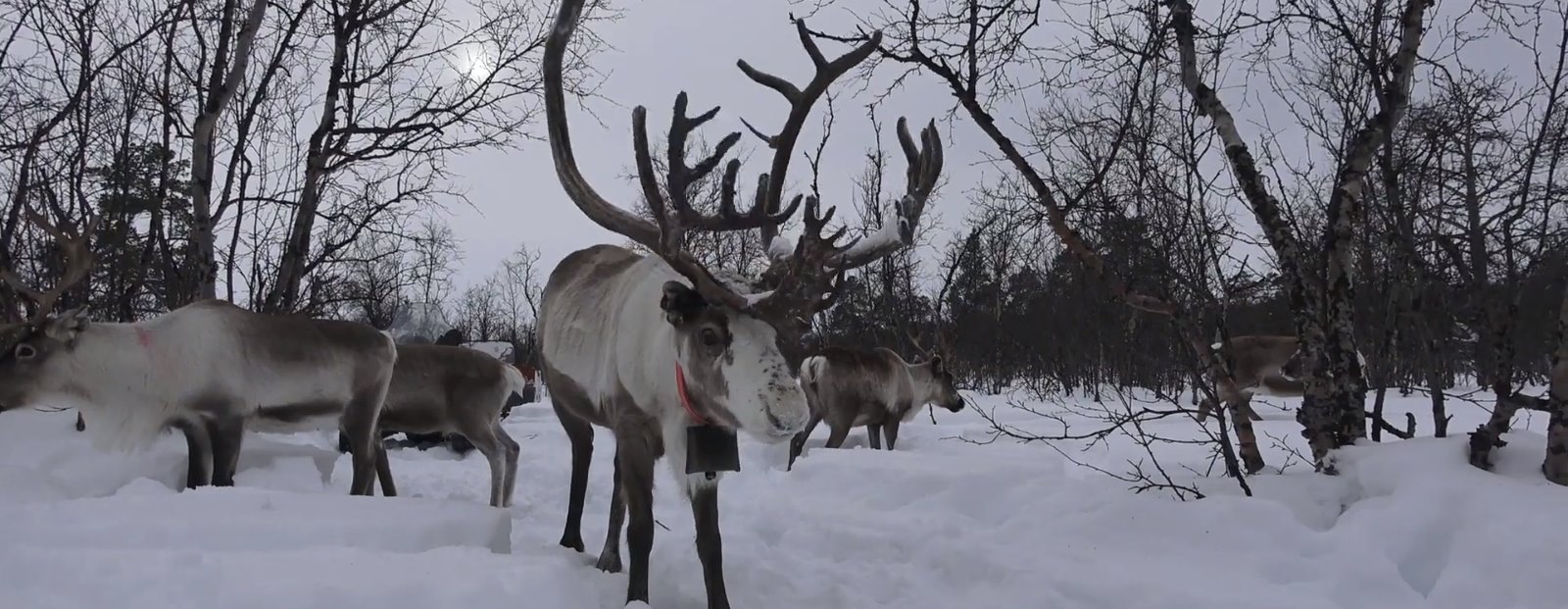Video: My Day With a Sami Reindeer Herder