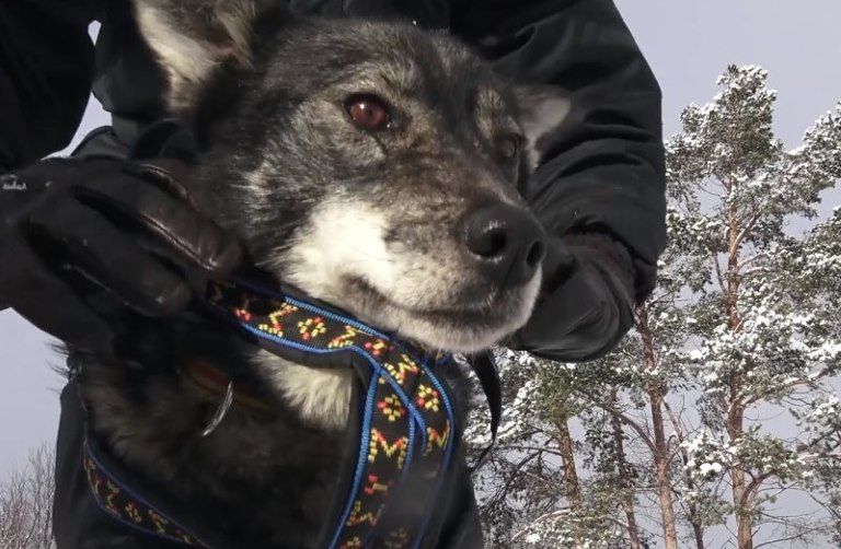 Video: Dog Sledding at the Top of the World
