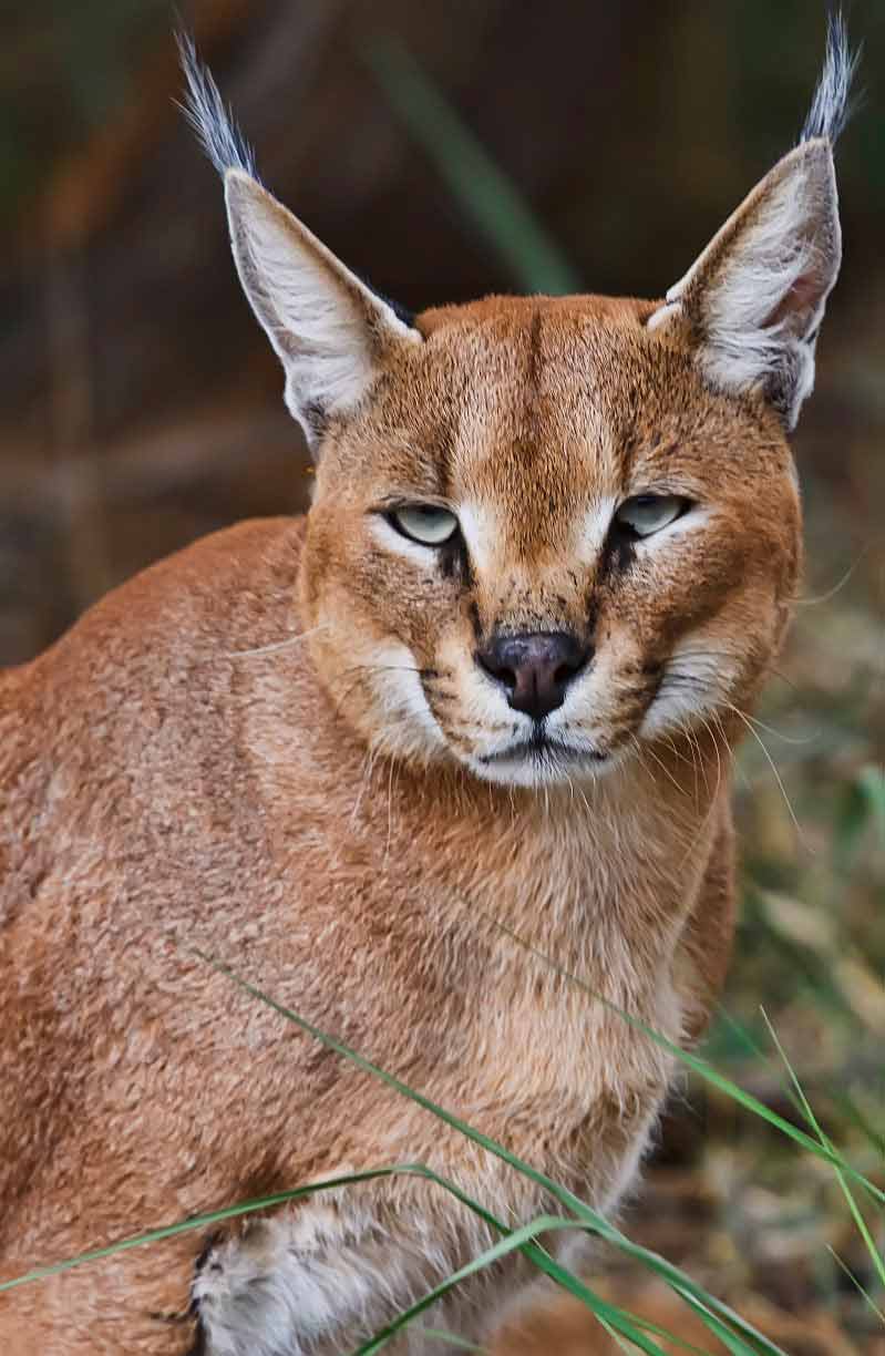 Caracal Cat For Sale Philippines