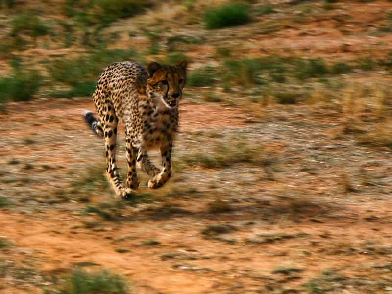 A cheetah – one of the big cats that may have gotten loose that night.