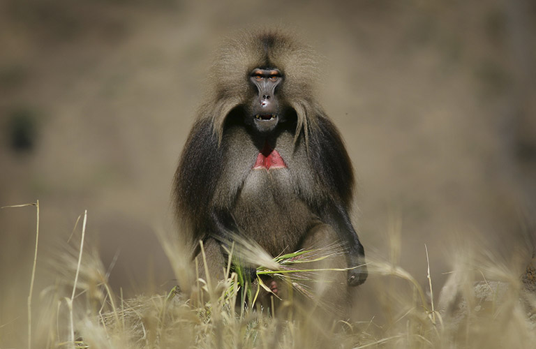 Trouble in Baboon Territory