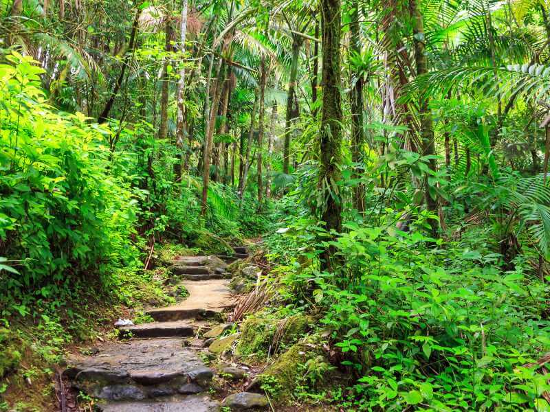 Jungle trail, El Yunque National Rainforest, Puerto Rico.