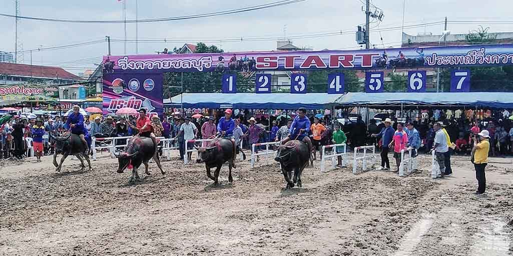 Symptomer ledelse kolbe Water Buffalo Races in Chonburi, Thailand | Travel