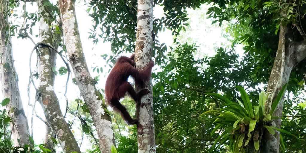 Cry of the Wild: Orangutan Encounters in Borneo