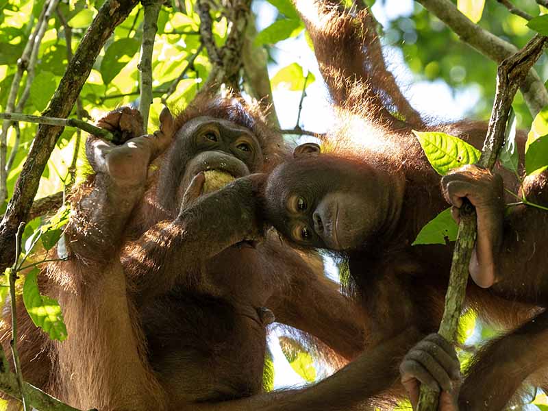 Two young orangutans at Sepilok Rehabilitation Centre.