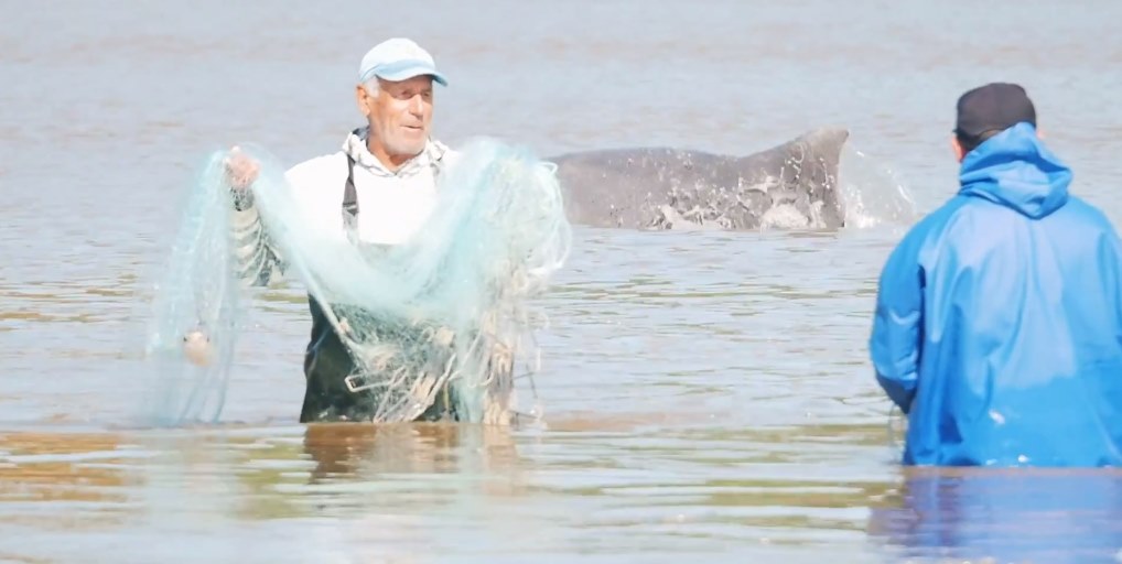 Dolphins and humans team up to catch fish in Brazil, Science