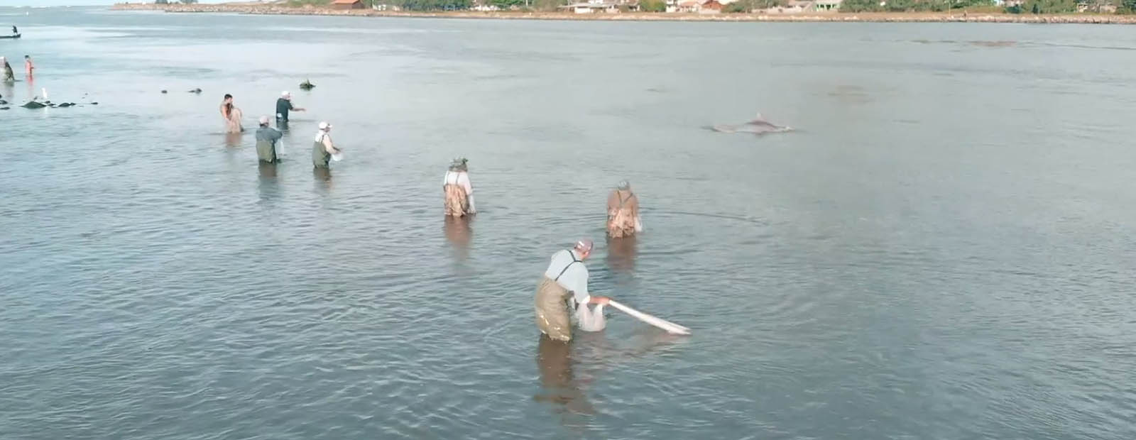 Video: Fishing With Dolphins in Laguna, Brazil