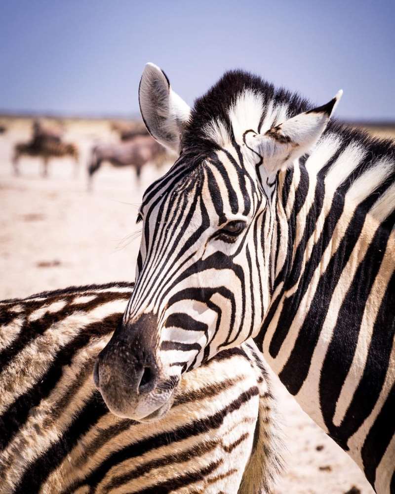 Etosha National Park, Namibia