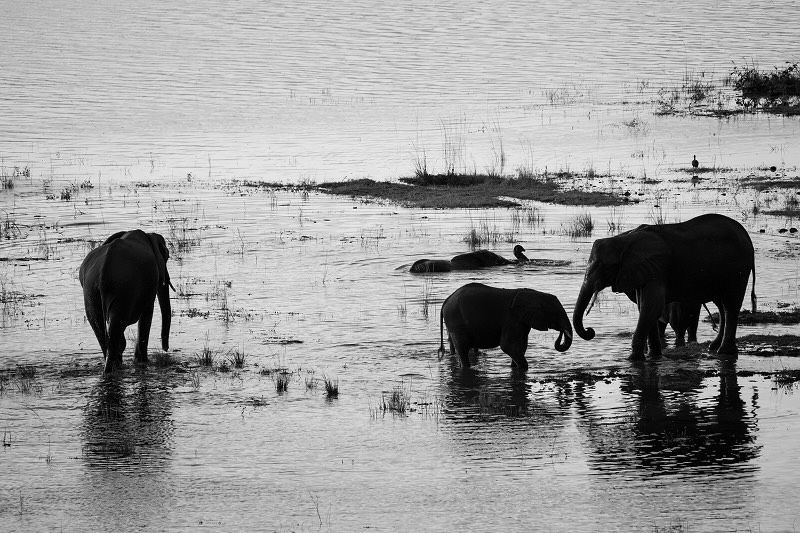 Elephants in Chobe River enjoying the sunset 
