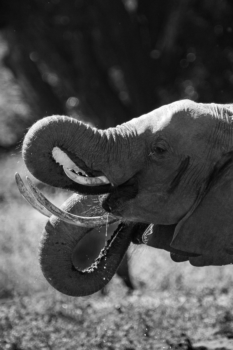 Heart-shaped elephant trunks 