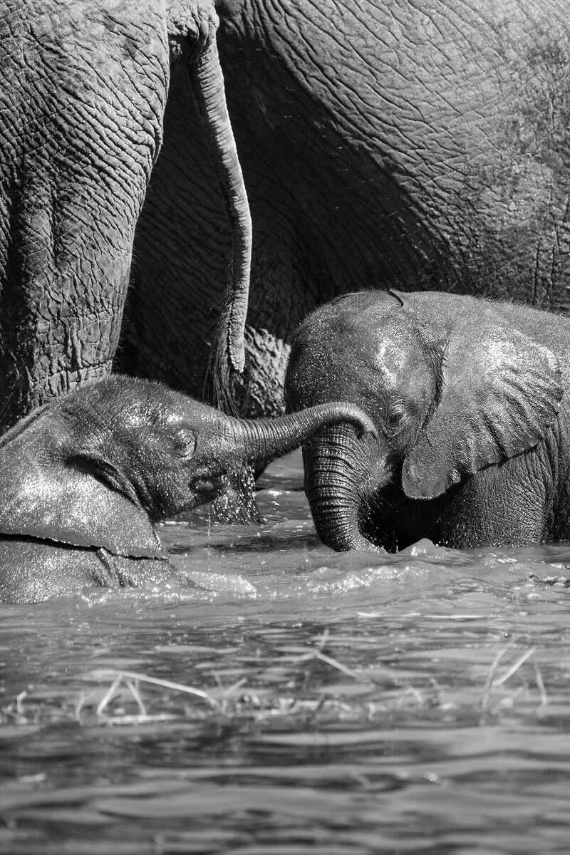 Baby elephants playing in the river 