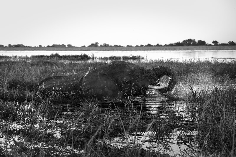The presence of the elephant 