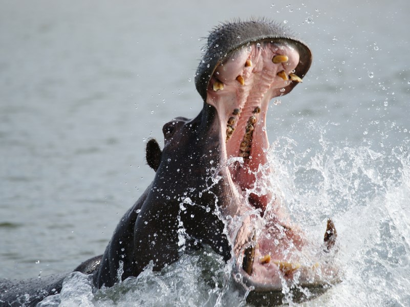 Hippos are considered one of the world's most dangerous animals.