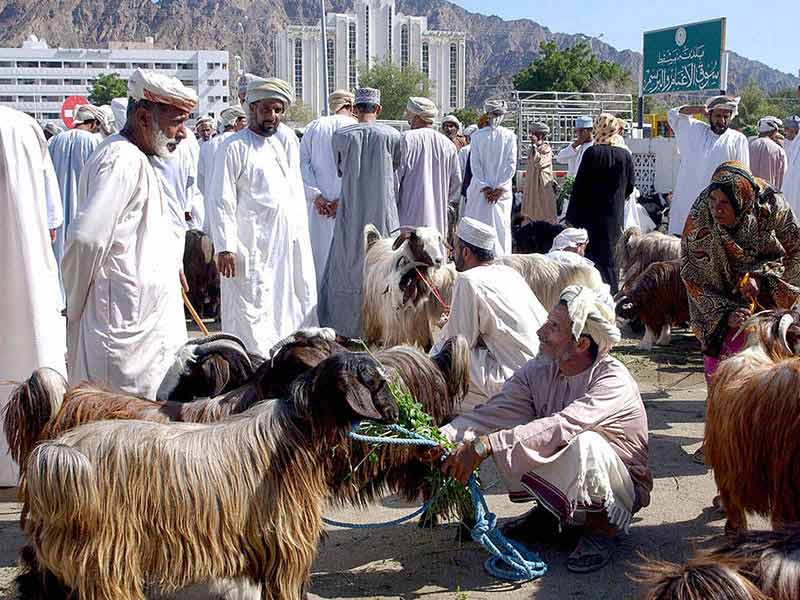 An Omani man sells goats in Muscat. 