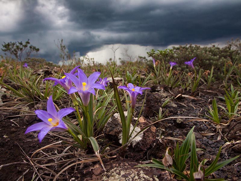 The summer storms bring life and color to the campos rupestres – thousands of Vellozia flowers.