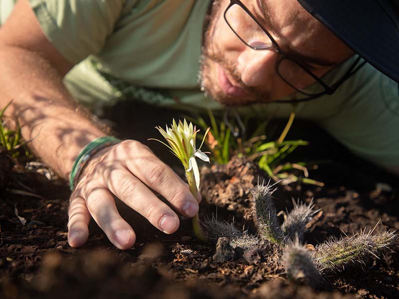 Fernando Silveira, professor and researcher at the Federal University of Minas Gerais, examines an Arthrocereus glaziovii, an extremely endangered cactus.