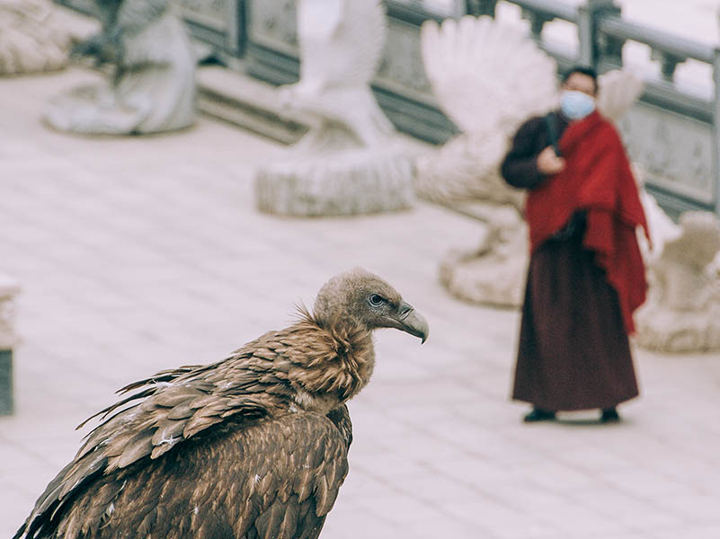 Young Buddhist student and a vulture: one tries to understand the role of the ethereal soul in this life; the other executes the physical end of the cycle of existence.