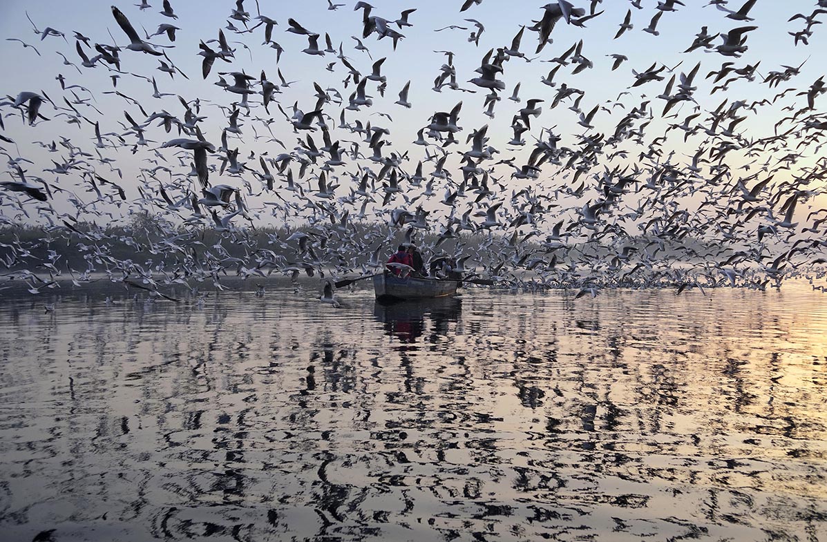 The Yamuna, one India’s holiest rivers, has recently gained notoriety as one of the most polluted, too. But this hasn’t affected the annual migration of gulls from Siberia, which lights up the banks of the river and attracts photo enthusiasts who come to cherish this sight.