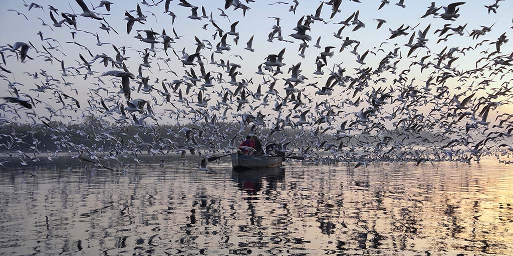 The Yamuna Dead River Full of Life