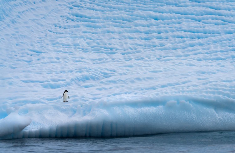 A juvenile Adelie penguin stands at the edge of a massive iceberg in Antarctica.