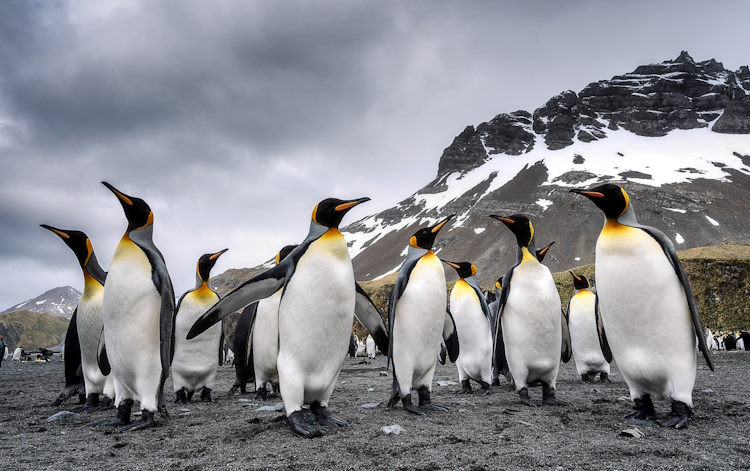 A group of King Penguins on South Georgia Island.