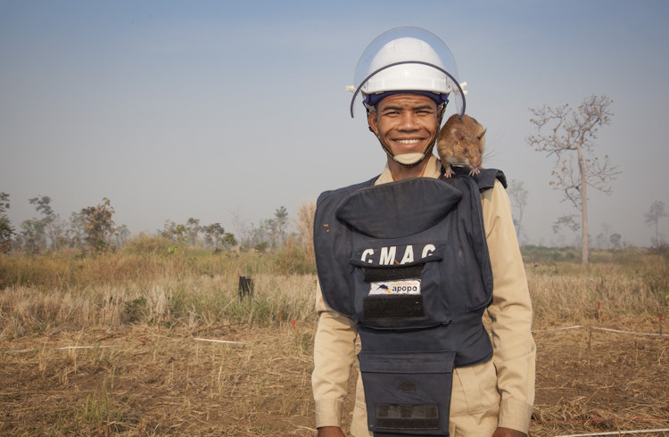 A Cambodian land-mine removal volunteer with a trained mine-sniffing rat on his shoulder.