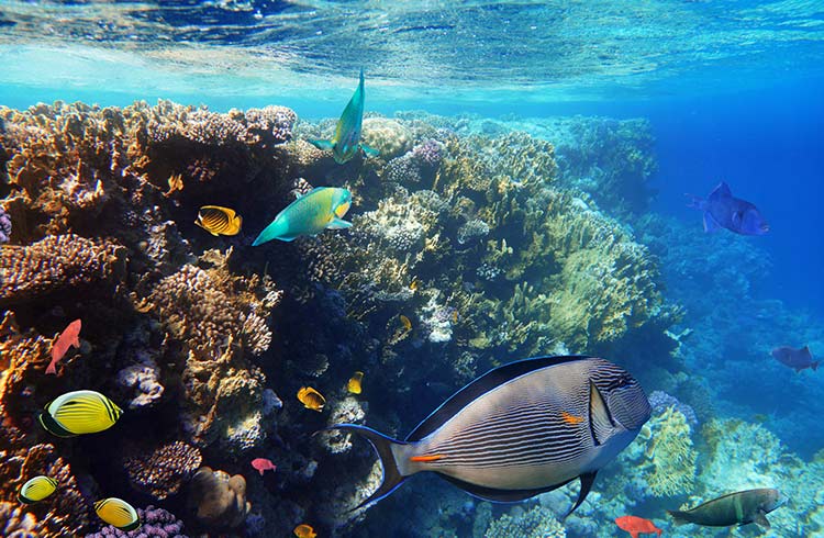 Coral reef, colorful fish groups and sunny sky shining through clean ocean water