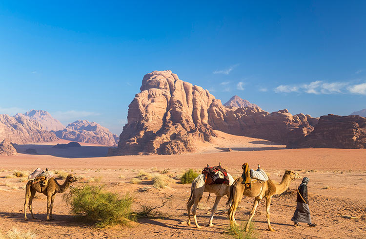 Bedouin leading three camels through the desert in Jordan, with rocks and mountains in the distance