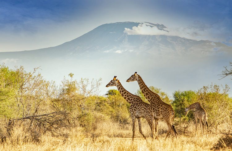 Giraffes walk across a Kenya savannah in front of Mt Kilimanjaro.