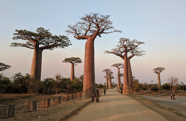 Avenue or Alley of the Baobabs, Morandava, Madagascar