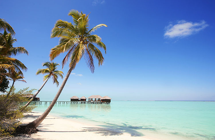 Water bungalows and palm trees in the Maldives