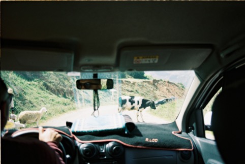 Road hazards, Moroccan edition. Always expect livestock around the bend.