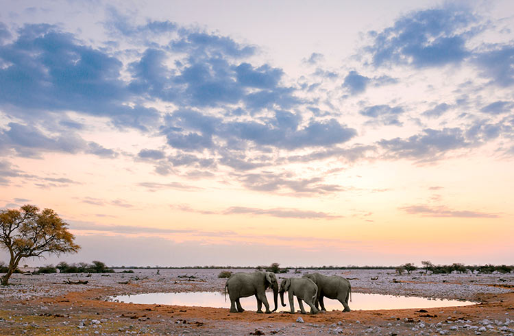 Three elephants at a waterhole in Etosha National Park, Namibia at dusk
